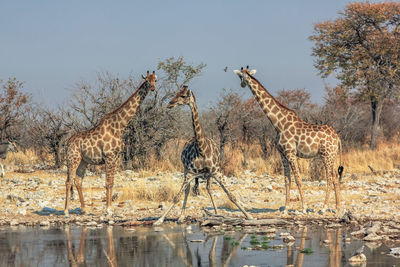 Giraffes by lake against sky