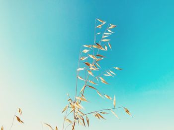 Low angle view of plant against blue sky