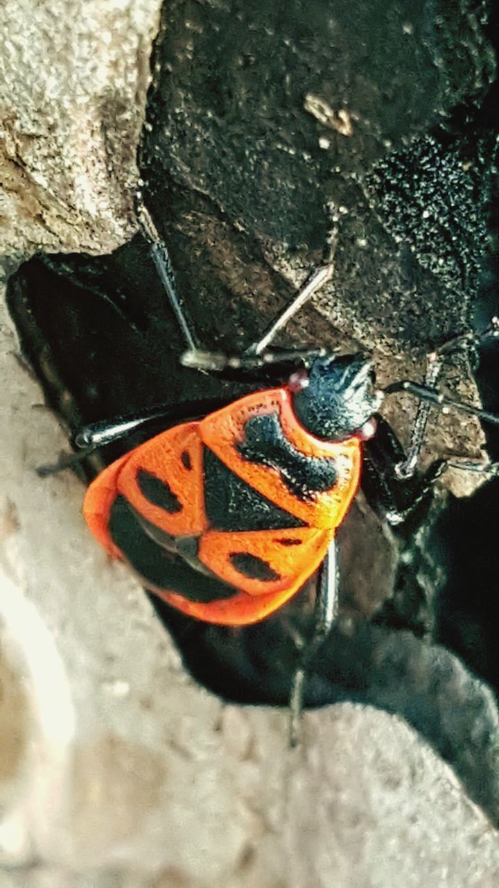 high angle view, close-up, insect, one animal, yellow, metal, orange color, animal themes, outdoors, day, single object, no people, street, shoe, transportation, butterfly - insect, rusty, focus on foreground, animals in the wild, wood - material