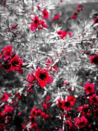 Close-up of red flower