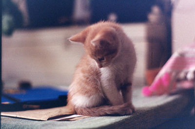 Close-up of kitten relaxing at home