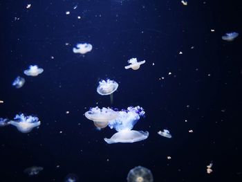 Close-up of jellyfish in sea