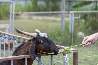 A  goat was eating the grass that a human hand was reaching out. on the farm during the day 