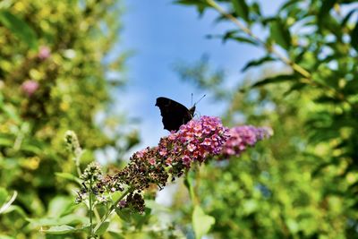 Close-up of butterfly pollinating on flower