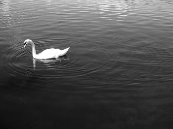 High angle view of swan in lake