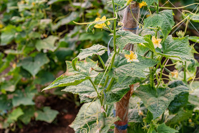 Close-up of fresh green plant