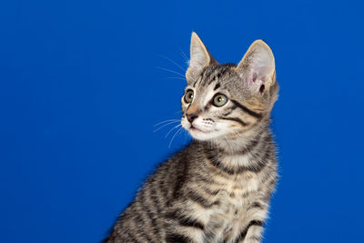 Close-up portrait of a cat against blue background
