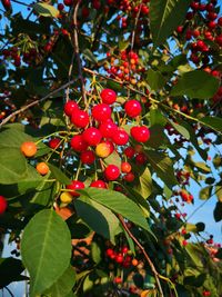 Low angle view of cherries growing on tree