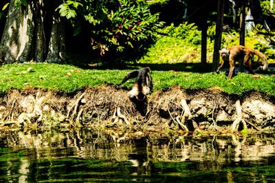 View of sheep in a lake