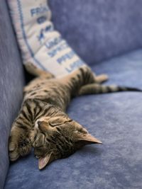 High angle view of cat sleeping on bed