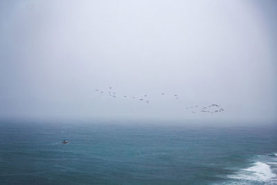 Birds flying over sea against sky