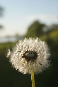 Close-up of dandelion flower