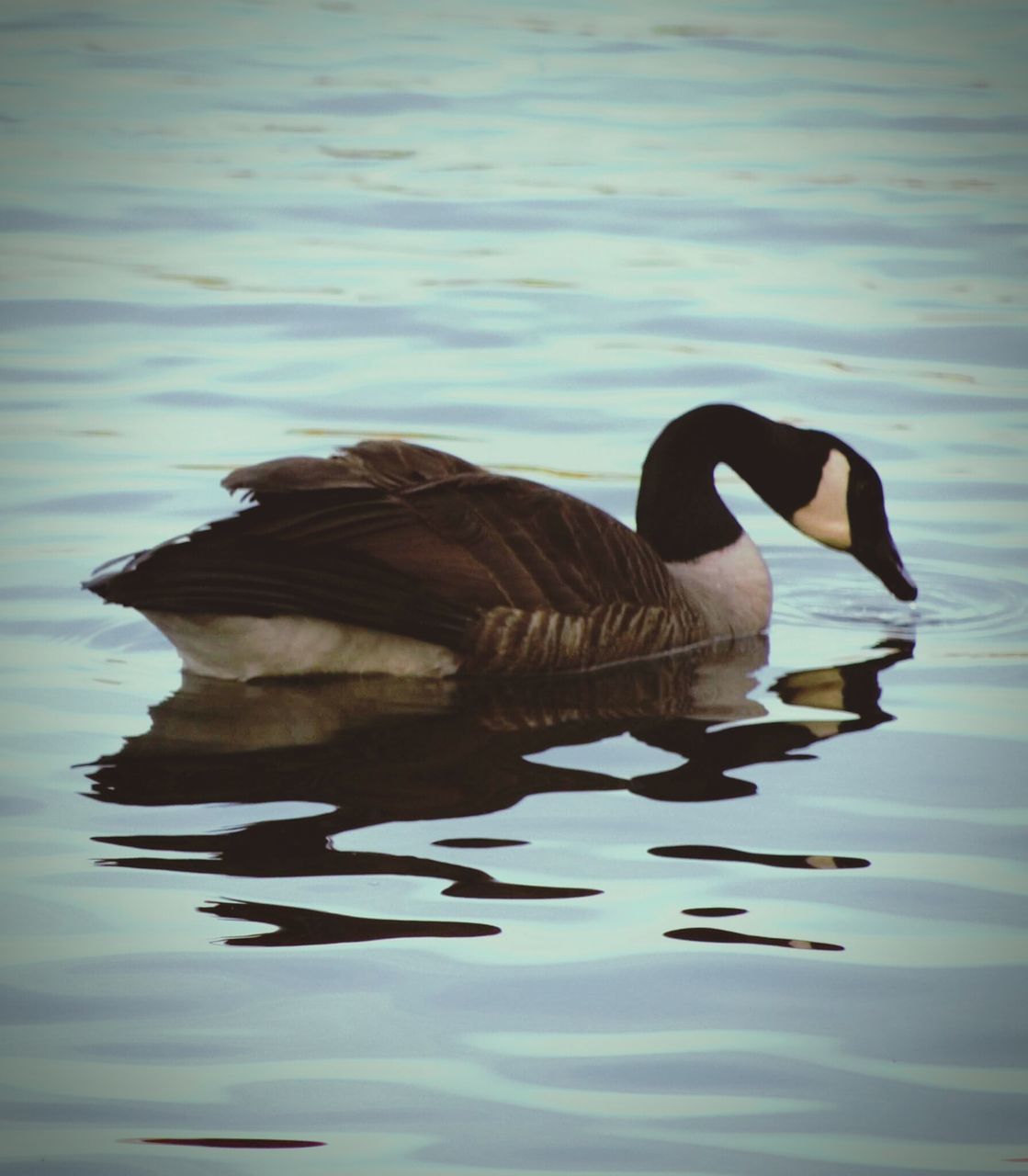 animal themes, animals in the wild, water, bird, lake, wildlife, waterfront, one animal, swimming, reflection, rippled, water bird, side view, swan, nature, outdoors, beak, duck, beauty in nature, two animals
