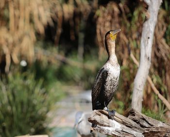 Close-up of bird perching on wood