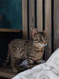 Close-up of cat lying on bed