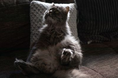 Cat sitting on sofa at home