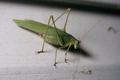 Green locust