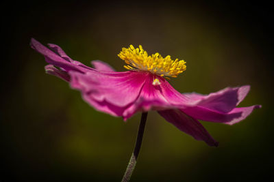 Close-up of purple flower