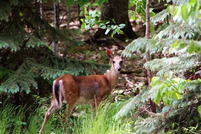 Portrait of deer on field in forest