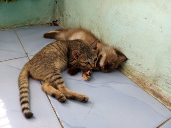 High angle view of cats resting