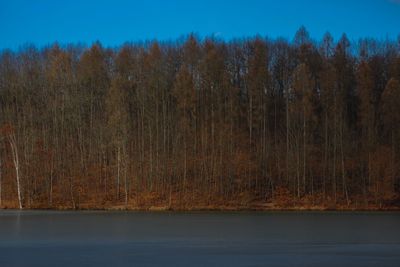 Scenic view of lake in forest against clear sky