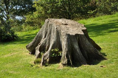 Tree on field