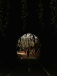 Silhouette trees in forest