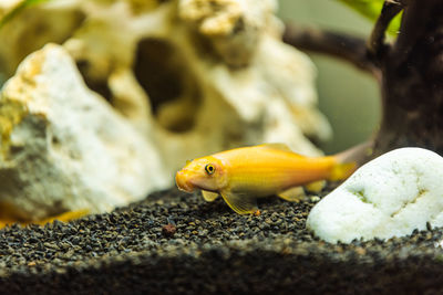 Close-up of fish on rock