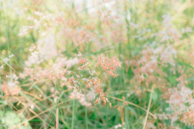 Close-up of plant