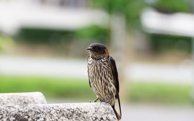 Close-up of bird perching on rooftop