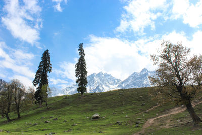 Trees on field against sky