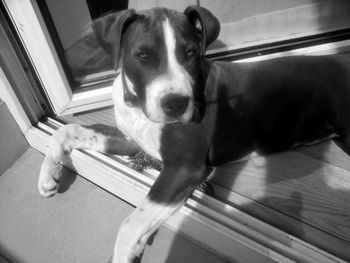 Portrait of dog sitting on floor at home