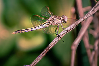 Close-up of dragonfly on branch