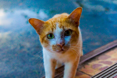 Portrait of tabby cat