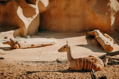 East african kudu. endangered safari wildlife