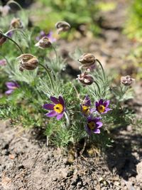 Close-up of purple flowering plants on land