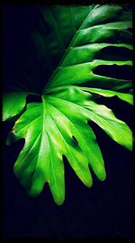 Close-up of leaves