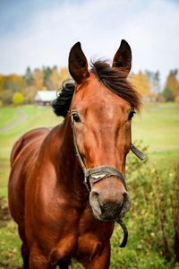 Close-up portrait of horse standing on field