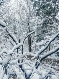 Close-up of frozen tree against sky