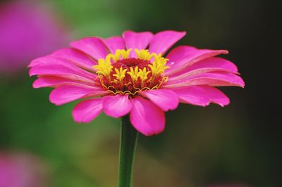 Close-up of pink flower blooming outdoors