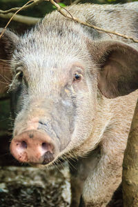 Close-up portrait of a animal