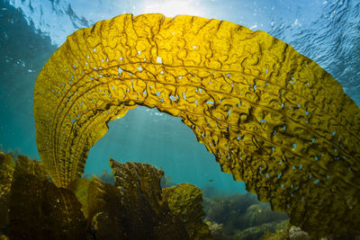 Close-up of fish swimming in sea