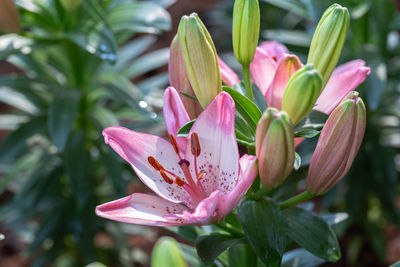 Close-up of pink lilies