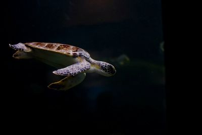 Fish swimming in aquarium