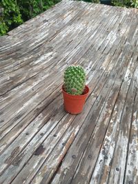 High angle view of potted plant on wooden table