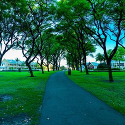 Trees in park against sky