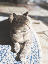 Close-up of a cat looking away