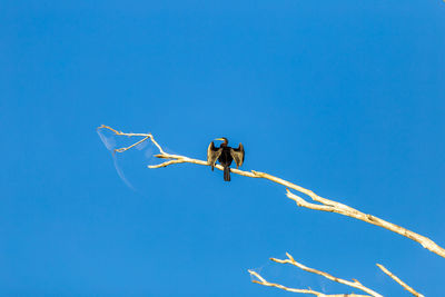 Low angle view of person paragliding against clear blue sky