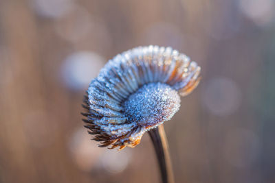 Close-up of frost on plant during winter