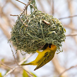 Yellow masked weaverbird building nest